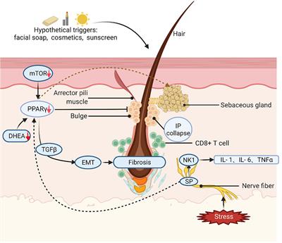 Frontal fibrosing alopecia: A review of disease pathogenesis